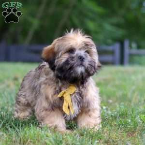 Ben, Lhasa Apso Puppy